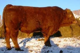 3D Red Express 19R Simmental DDDS 19R red polled 9 February 2005 3C WALLY C240 BLK LCHMN BODYBUILDER 7303F LSF MOMENTO D8 JBS MR GRANITE 29J LCL MISS NOREMAC 16M MISS NOREMAC LCL 104H EMMONS BLACK