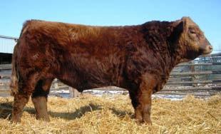 0 99 773 Heterozygous Polled. Express was purchased from 3D and Labatte Simmental to add the influence of both Bodybuilder and their Normac flush cow.