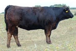 Neva 930L is undoubtedly one of the premier herd sire producers in the business and with the heifers being sired by Line Drive, they may write an even better story.