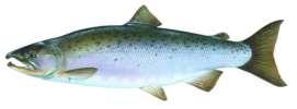 Case Study: Hull Creek Fish or Metric Pre Fish/minute Post Fish/minute Slimy sculpin 4.9 2.