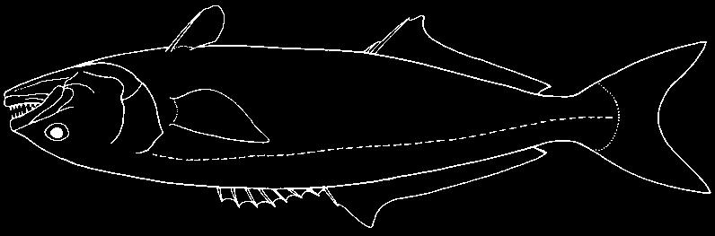 Perciformes: Percoidei: Moronidae 1295 Centropomidae: lateral line conspicuously marked in black (except in Centropomus ensiferus) and extending to rear end of caudal fin; no spines on opercle;