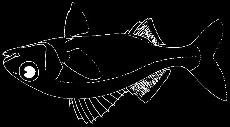 2 or 3 spines and 6 to 9 or 12 rays; jaws with some canine teeth.