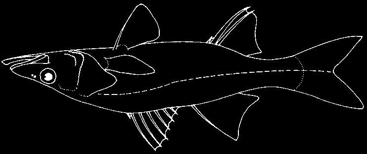 Moronidae: first dorsal fin with 8 or 9 spines, second dorsal fin with 1 spine and 10 to 13 rays; anal fin with 3 spines and 9 to 12 rays; pectoral fin about half head length; jaws with small conical