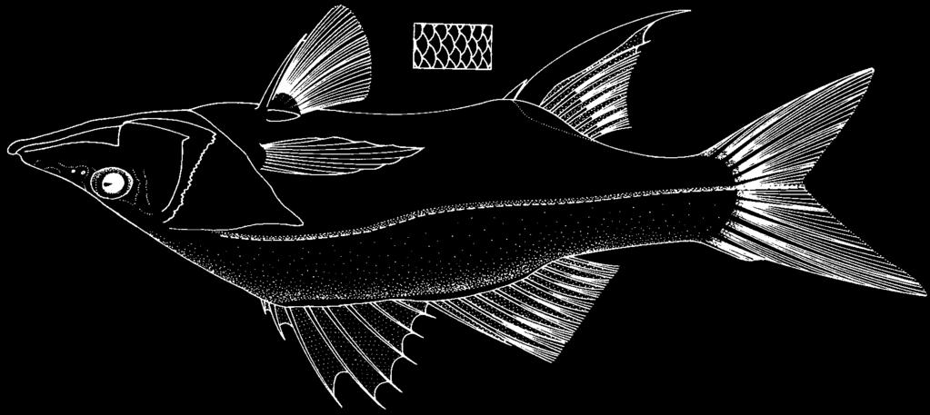 1288 Bony Fishes Centropomus ensiferus Poey, 1860 Frequent synonyms / misidentifications: None / None. FAO names: En - Swordspine snook; Fr - Crossie épée; Sp - Robalo.