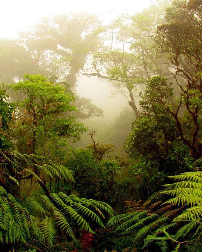 MONTEVERDE Monteverde with his protected cloud forest reserves, his extraordinary flora and fauna is known as one of the most famous ecotourism destinations in Central America and this cloud forest