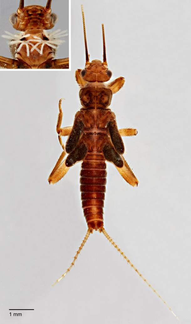 Fig. 13. Malenka diablo sp. n., male larva, dorsal and cervical gills, ventral (inset), Colorado Creek, Santa Clara County, California. width throughout its length (Figs. 6 7).