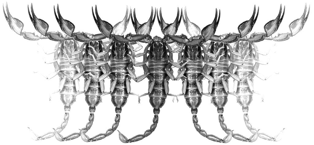Euscorpius Occasional Publications in Scorpiology Contributions to Scorpion Systematics. IV.