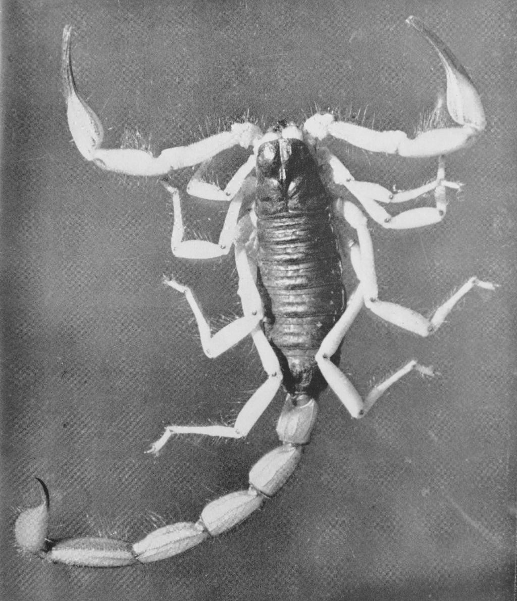 2 Euscorpius 2011, No. 112 Figure 1: Photo of Hadrurus spadix Stahnke, 1940, from Herbert Stahnke's popular pamphlet on scorpions, Scorpions (1949), inside back cover.