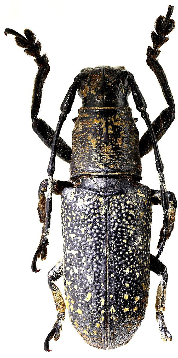 Three new species of the genus Callimetopus Blanchard, 1853 (Coleoptera: Cerambycidae) from Philippines A B Fig. 1. Holotype of C.