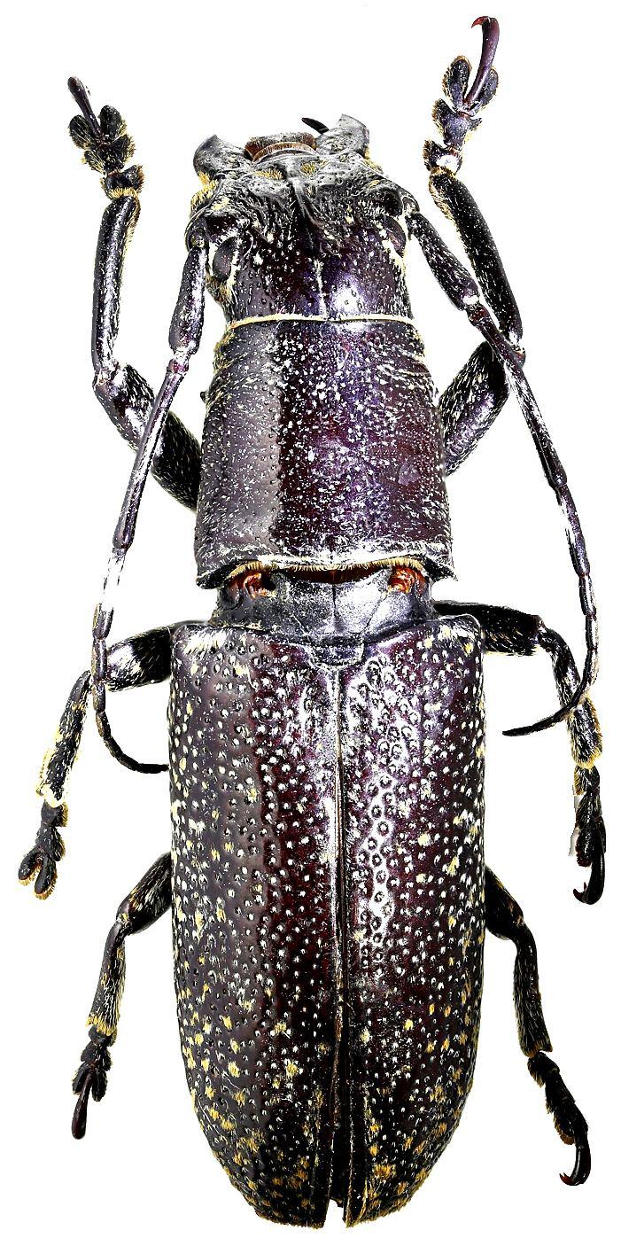 Three new species of the genus Callimetopus Blanchard, 1853 (Coleoptera: Cerambycidae) from Philippines in lateral part with some fine transverse wrinkles only. Pronotum of C.