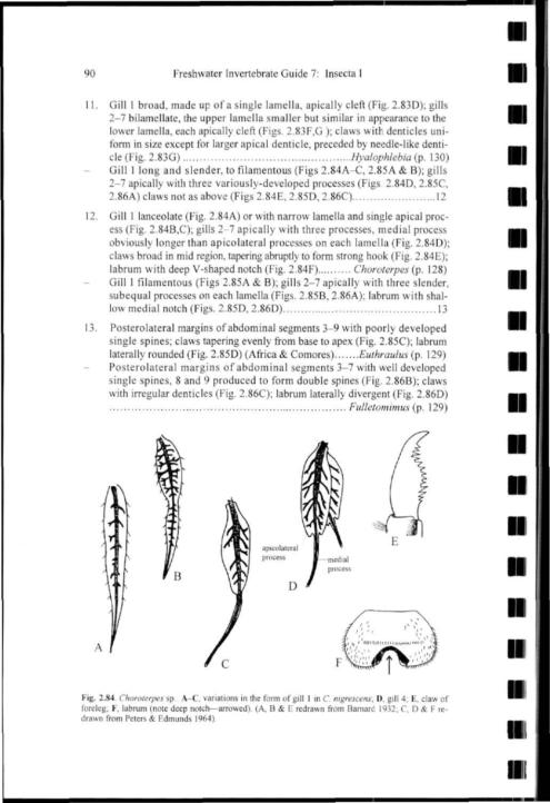 90 Freshwater Invertebrate Guide 7: Insecta I!! Gil! I broad, made up of a single lamella, apically cleft (Fig. 2.