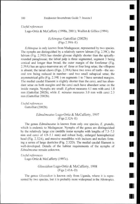 100 Freshwater Invertebrate Guide 7: Insecta I J Useful references Lugo-Ortiz & McCafferty (1998a. 2001); Wuillot & Gillies (1994). Hjl ' Echinopus Gattolliat (2002b) (Figs 2.