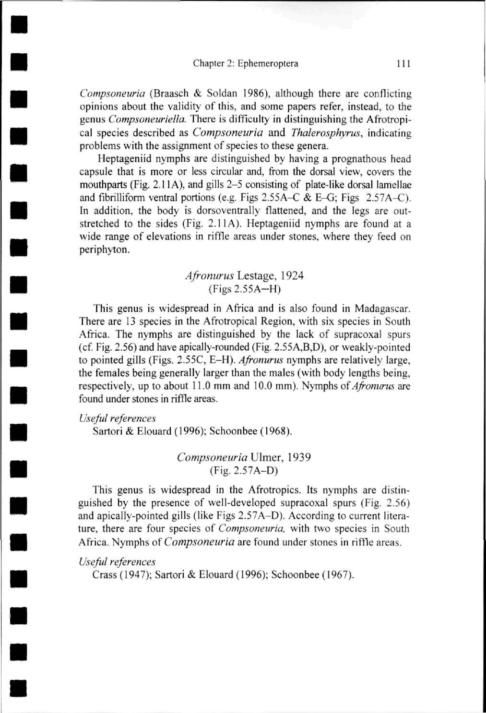 Chapter 2: Ephemeroptera ] 11 Compsoneuria (Braasch & Soldan 1986), although there are conflicting opinions about the validity of this, and some papers refer, instead, to the genus Compsoneuriella.