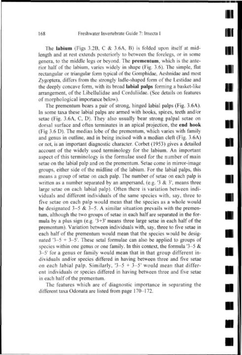 II 168 Freshwater Invertebrate Guide 7: Insecta I The labium (Figs 3.2B, C & 3.