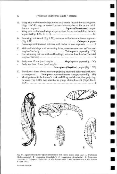 12 Freshwater Invertebrate Guide 7: Insects I 13.