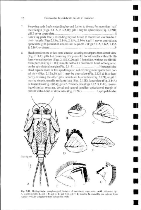 32 Freshwater Invertebrate Guide 7: Insecta I 7. Forevving pads freely extending beyond fusion to thorax for more than half their length (Figs. 2.