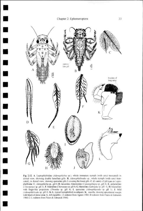 Chapter 2: Ephemeroptera 33 Fig 2.12. A. Leptophlebiidae {Adenophlebia sp.). whole immature nymph (with cerci truncated) in dorsal view, showing double lamellate gills.