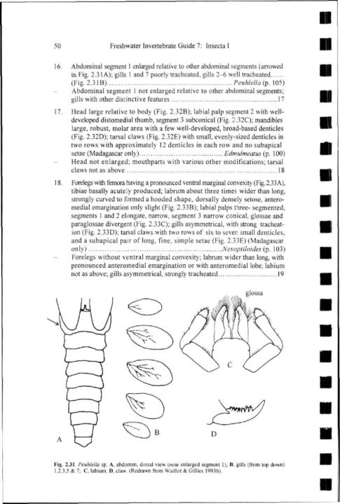 50 Freshwater Invertebrate Guide 7: Insecta I 16. Abdominal segment 1 enlarged relative to other abdominal segments (arrowed in Fig. 2.