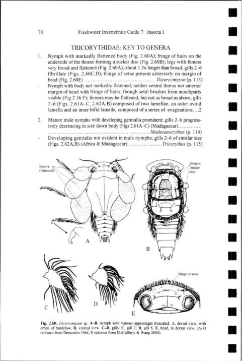 70 Freshwater Invertebrate Guide 7: Insecta I TRICORYTHIDAE: KEY TO GENERA Nymph with markedly flattened body (Fig. 2.60A); fringe of hairs on the underside of the thora>; forming a sucker disc (Fig.