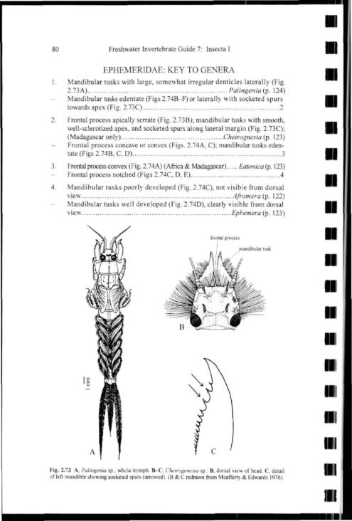 80 Freshwater Invertebrate Guide 7: Insecta I 4. EPHEMERIDAE: KEY TO GENERA Mandibular tusks with large, somewhat irregular denticles laterally (Fig. 2.73A) Palingenia(p.