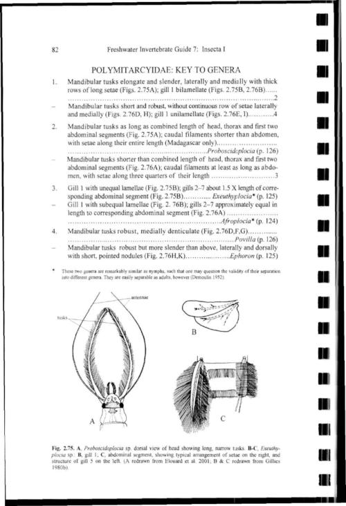 82 Freshwater Invertebrate Guide 7: Insecta I POLYMITARCYIDAE: KEY TO GENERA 1. Mandibular tusks elongate and slender, laterally and medially with thick rows of long setae (Figs. 2.