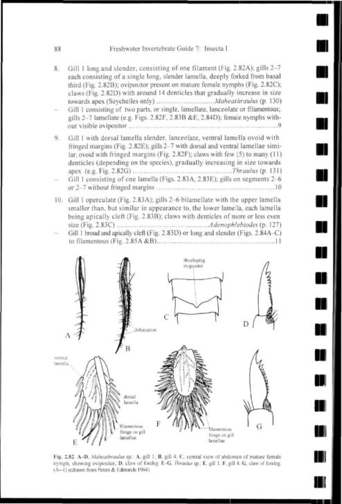 88 Freshwater Invertebrate Guide 7: lnsecta I 8. Gill 1 long and slender, consisting of one filament (Fig. 2.