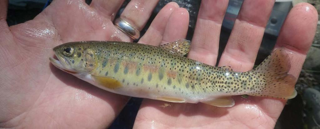 Westslope cutthroat trout captured in Pekisko