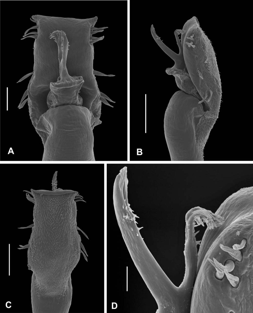 362 JOURNAL OF ARACHNOLOGY Figure 7. Discocyrtus flavigranulatus B. Soares, 1944, male from Poços de Caldas (MNRJ 9279), penis, distal part: A. Dorsal view; B. Lateral view; C. Ventral view; D.