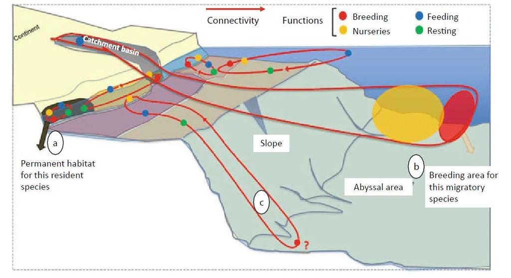 Fish assemblages: different life cycle strategies Cheminée A., Feunteun E., Clerici S., Cousin B., Francour P. 2014. Management of infralittoral habitats: towards a seascape scale approach.