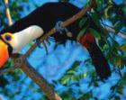 A toucan is a large, colorful rain forest bird. It has a very large beak. This beak is an adaptation that helps it eat the food it needs to survive.