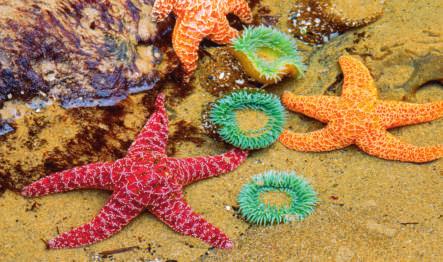 Most of the animals that live in these tide pools are invertebrates, which means that they do not have backbones.