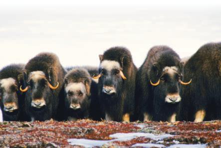 It has thick fur to shield it from the cold. It s like a built-in winter coat! The musk ox actually has two coats of fur.