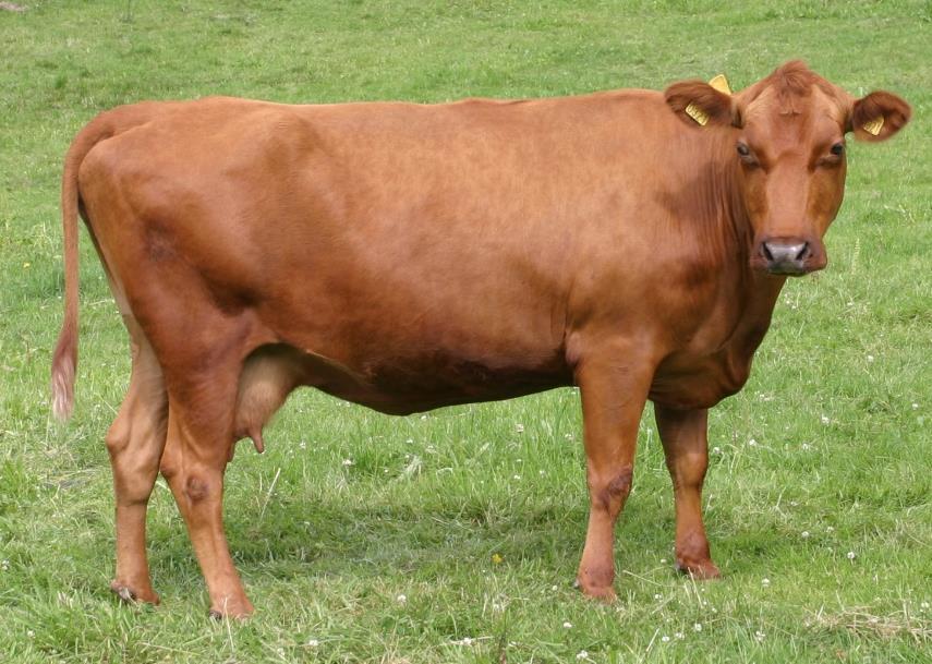 purpose breed, kept both for milk (Table 1.2) and meat production. At adult age the Western red polled cattle have an average weight of 45 kg (Sæther & Rehnberg, 217).
