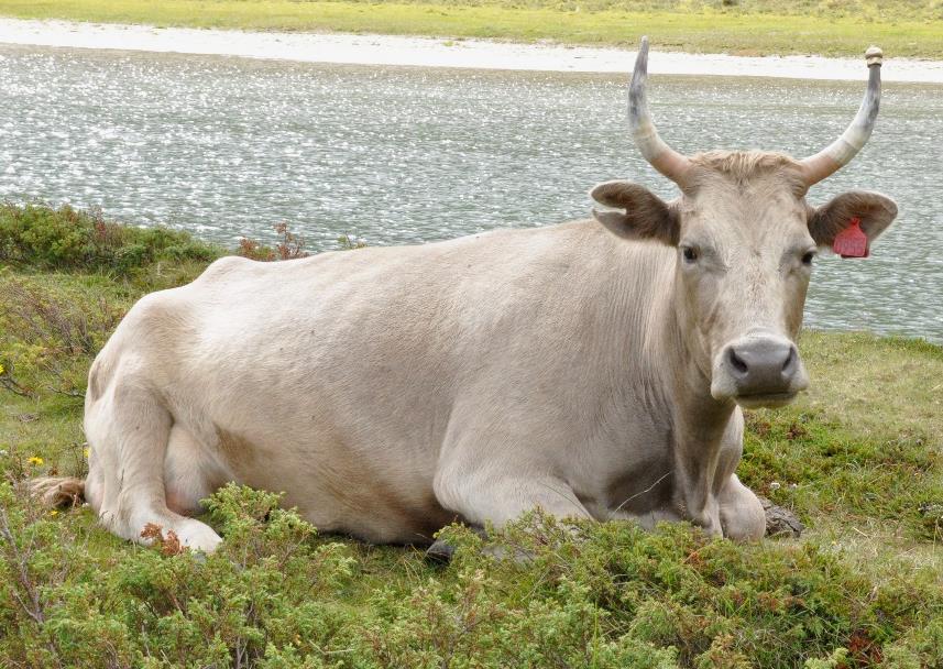 Figure 1.2 Western Fjord cattle (Sæther & Rehnberg, n.d.). 1.1.3 Telemark cattle The Telemark cattle originate from the Telemark region in southern Norway (Appendix I).
