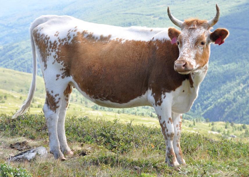 Therefore, the Telemark cattle have been well established throughout eastern and southern Norway. In 216 the population size of the Telemark cattle was 38 breeding females (Sæther & Rehnberg, 217).
