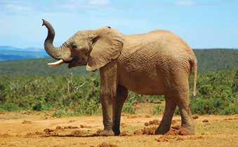 Animals Unit 2 How Animals Travel Have you ever gone to a circus or to the zoo? Did you notice that an elephant has four large, strong legs to hold him up and help him walk?