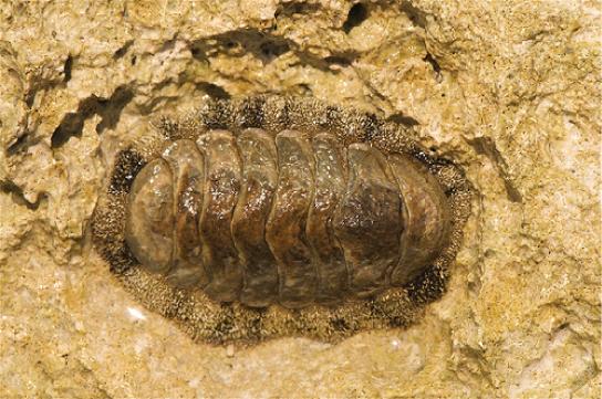 animals have a radula modified for scraping. A single pair of nephridia for excretion is present. This chiton from the class Polyplacophora has the eight-plated shell indicative of its class.