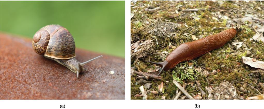(a) Like many gastropods, this snail has a stomach foot and a coiled shell. (b) This slug, which is also a gastropod, lacks a shell.