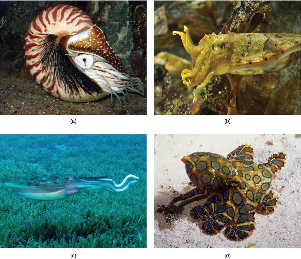 Mollusks and Annelids The (a) nautilus, (b) giant cuttlefish, (c) reef squid, and (d) blue-ring octopus are all members of the class Cephalopoda. (credit a: modification of work by J.