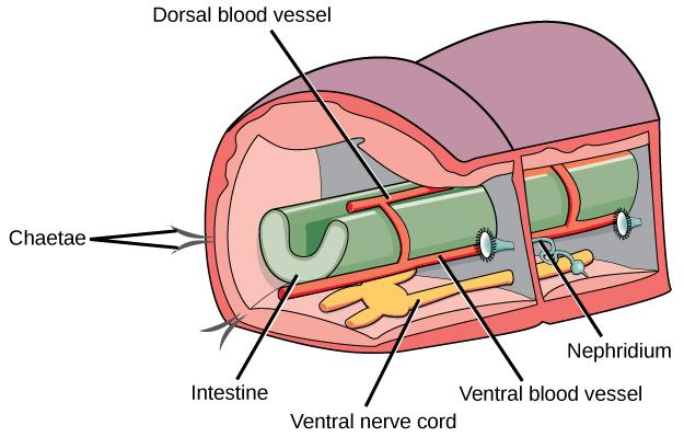 In this schematic showing the basic anatomy of annelids, the digestive system is indicated in green, the nervous system is indicated in yellow, and the circulatory system is indicated in red.