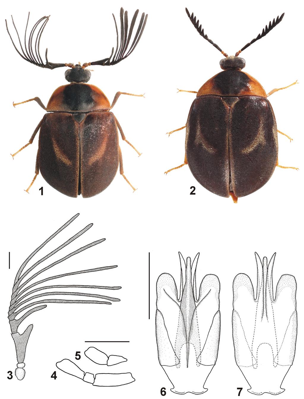 Acta Entomologica Musei Nationalis Pragae, 55(2), 2015 687 Figs 1 7. Schinostethus (Sundodrupeus) sipekorum sp. nov.