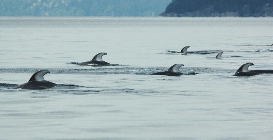 Once Common, then Rare: Today Cetaceans are Back AUTHOR Tessa Danelesko, Coordinator, British Columbia Cetaceans Sightings Network, Coastal Ocean Research Institute, Vancouver Aquarium Marine Science