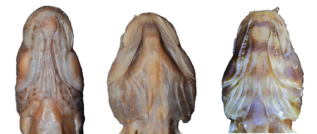 30 A B C Figure 5. Ventral view of head showing coloration differences in preserved specimens: A) C. altipinna, AMS I.38461-001, 48 mm SL; B) C. caeruleomaculatus, AMS I.21933-001, 40 mm SL; C) C.
