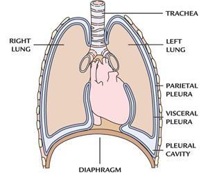 Review how each lung is surrounded by a double-layered membrane called the pleura. The visceral layer of the pleura is firmly attached to the surface of the lung and moves with it as you breathe.