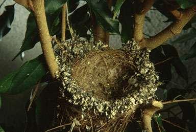 The FWS Toolbox Stuff you can do without a permit - Non-lethal: Nest destruction