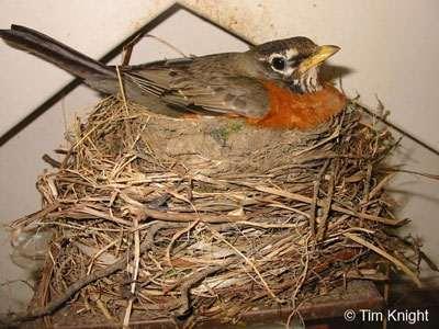 The FWS Toolbox, cont. You want to build a fence, but there is a robin s nest in the way? What do you do?
