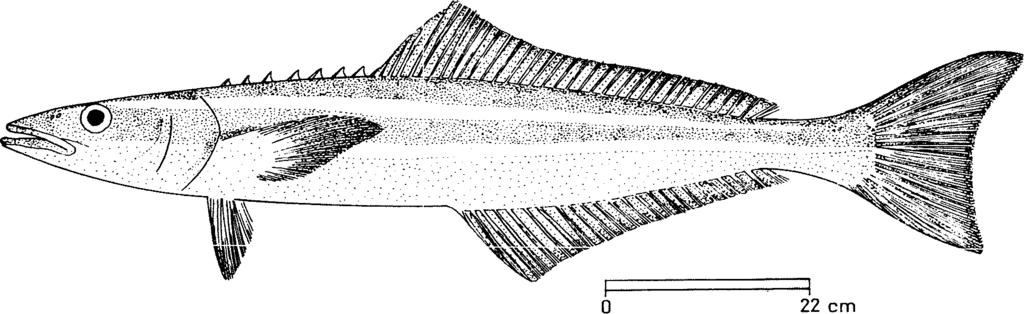 RACH Rach 1 FAMILY: RACHYCENTRIDAE FISHING AREA 51 Rachycentron canadum (Linnaeus, 1766) OTHER SCIENTIFIC NAMES STILL IN USE: None VERNACULAR NAMES: FAO: En - Cobia Fr - Mafou Sp - Cobia NATIONAL: