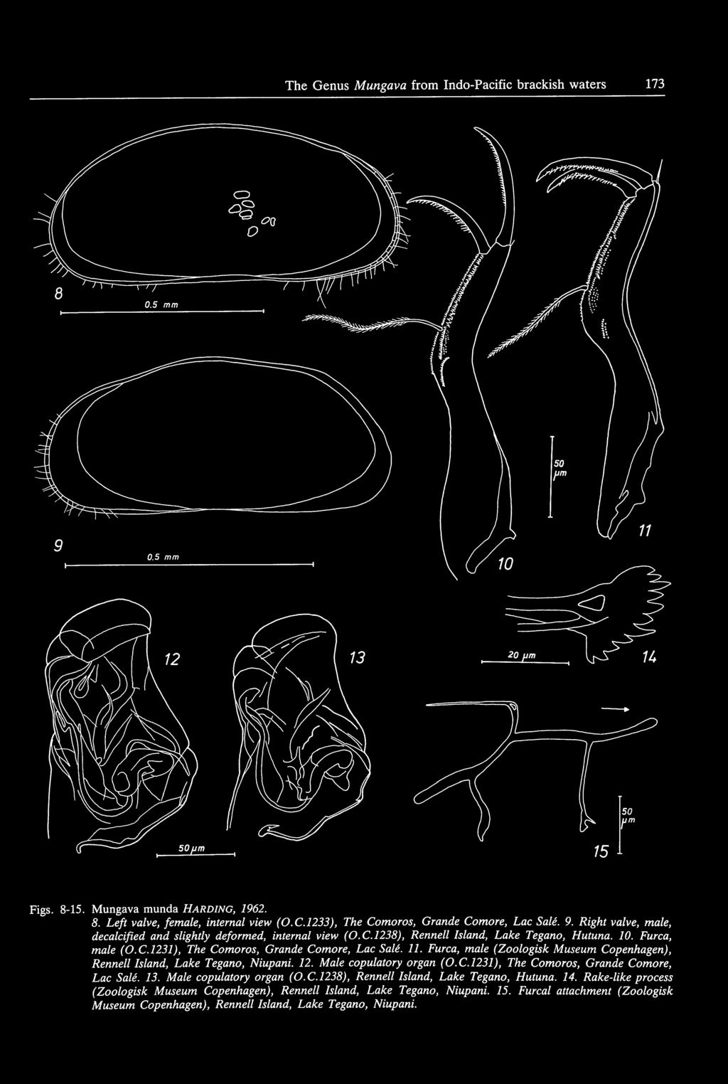 Furca, male (Zoologisk Museum Copenhagen), Rennell Island, Lake Tegano, Niupani. 12. Male copulatory organ (O.C.l231), The Comoros, Grande Comore, Lac Sale. 13. Male copulatory organ (O.C.l238), Rennelllsland, Lake Tegano, Hutuna.
