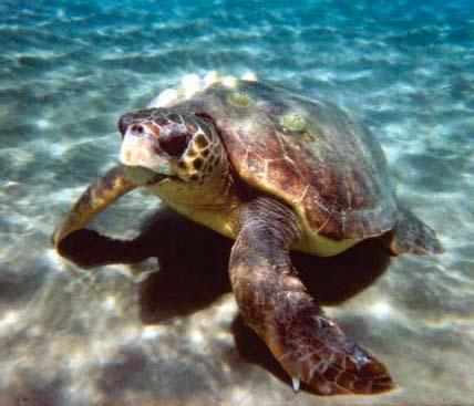 Protection of Wildlife Monitoring: daily of migratory shorebird and sea turtles (Miami-Dade County and Contractor) Relocation: of sea turtle nests out of construction