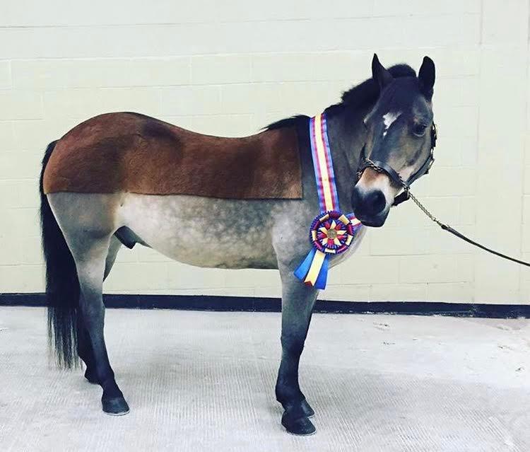 Thank you for your interest in sponsoring a Pegasus TRA Therapy Horse The Pegasus Therapeutic Riding Academy s horse sponsorship program gives you the opportunity to support Pegasus TRA in a very